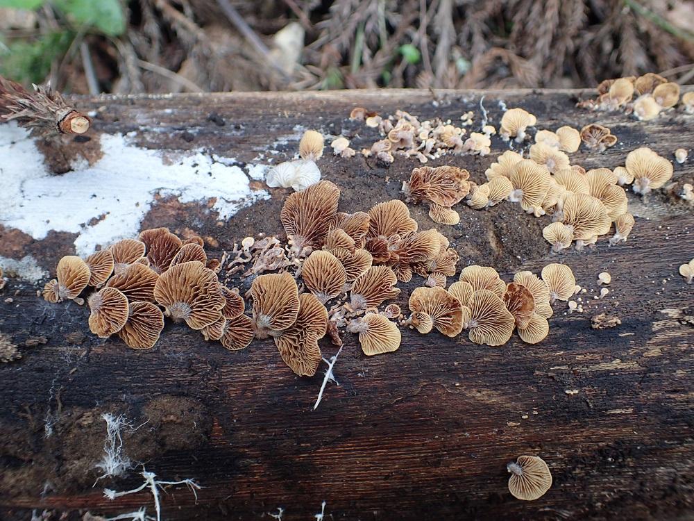 蕈哥菇妹園地(The Forum of Fungi) | putting Taiwan Fungi on the map